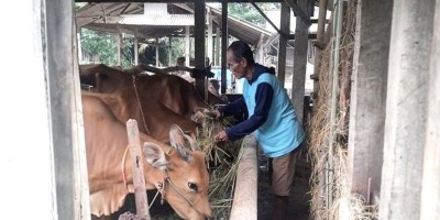 Bantuan Dari Bukit Asam (PTBA) Tingkatkan Penghasilan Petani Di Lampung