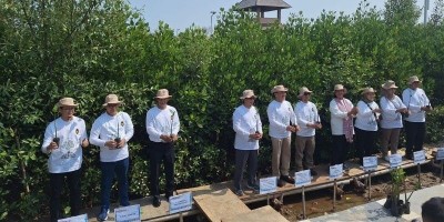 Kolaborasi dengan Pemerintah, Bukit Asam (PTBA) Ikut Aksi Tanam Mangrove