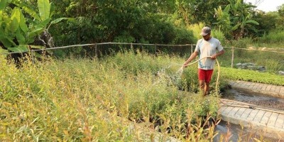 Kisah Sukses Zailani dan Bukit Asam Budidaya Tanaman Berbasis Otomasi